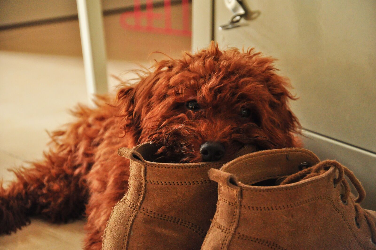 Nikon D90 sample photo. Pet dog, teddy, shoe photography