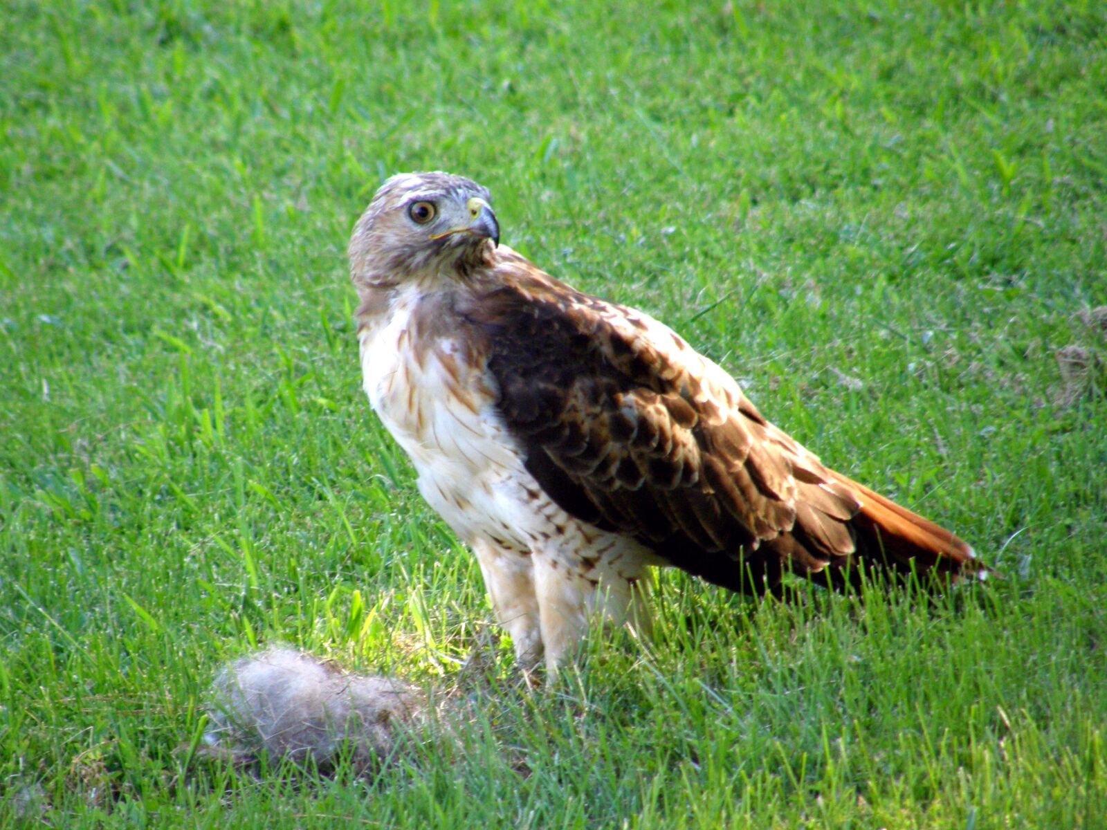 Olympus SP550UZ sample photo. Hawk guarding prey, hawk photography