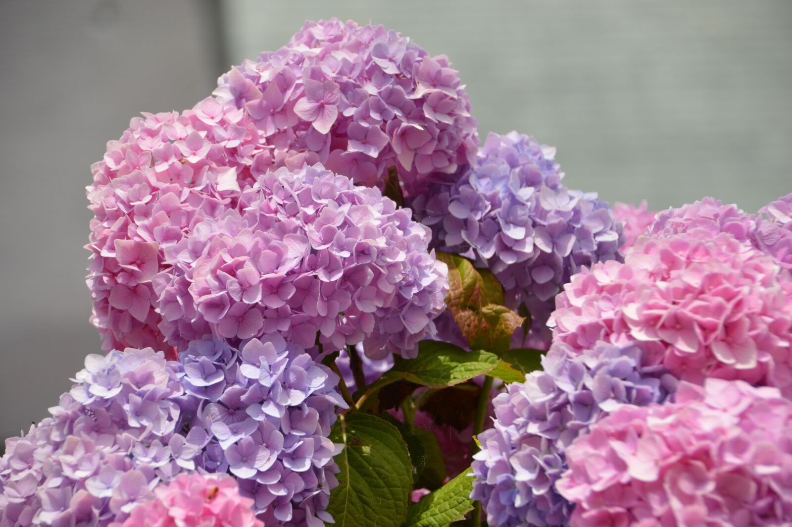 Nikon D3200 sample photo. Hydrangea, purple, pink photography