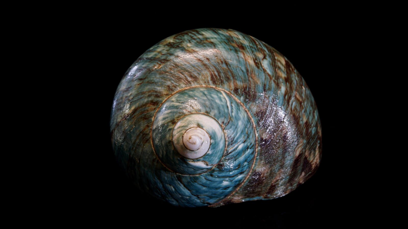 Sony ILCA-77M2 + 35mm F1.4 sample photo. Shell, spiral, shellfish photography