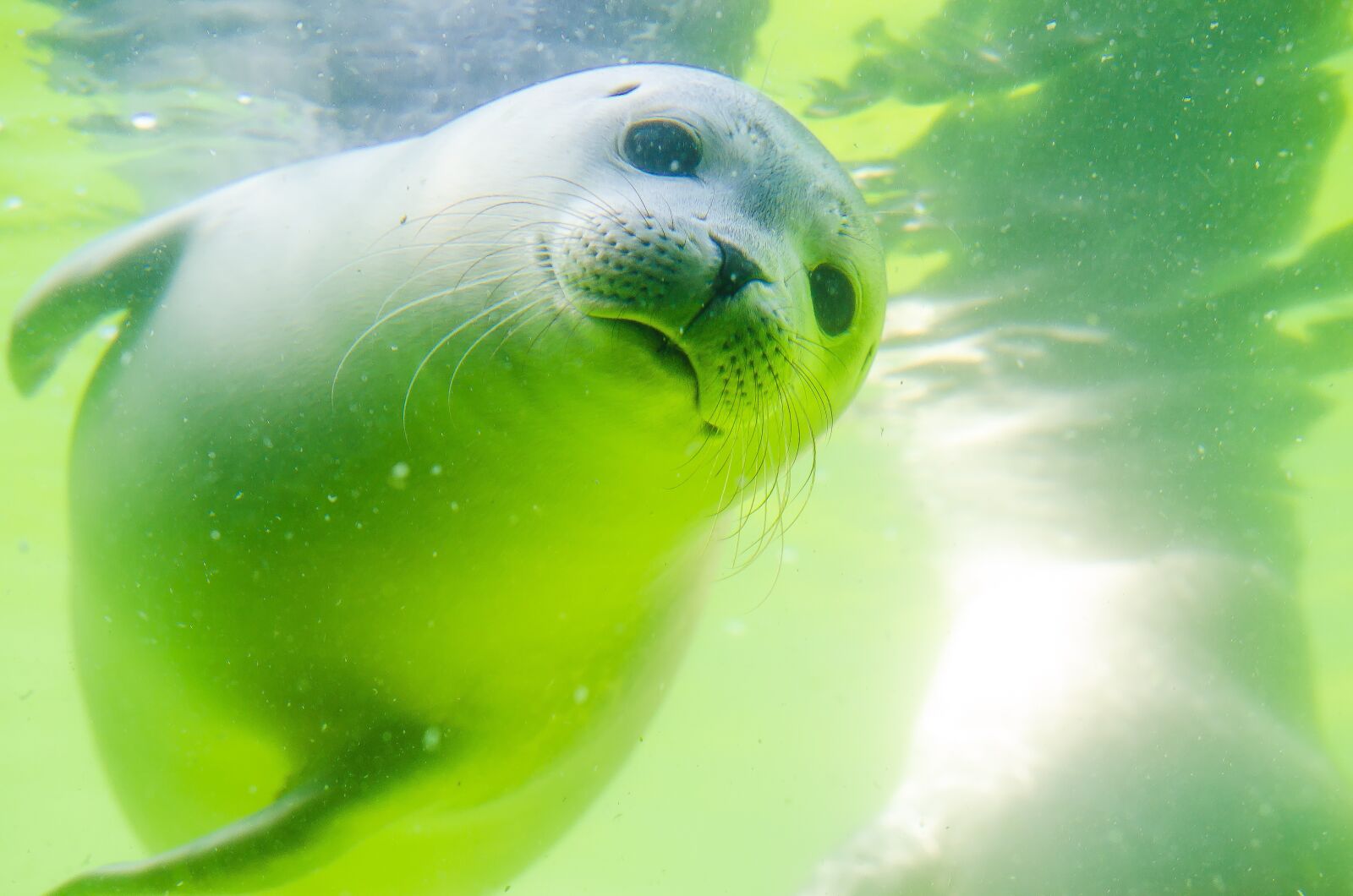 Nikon D5100 sample photo. Crawl, seal, north sea photography