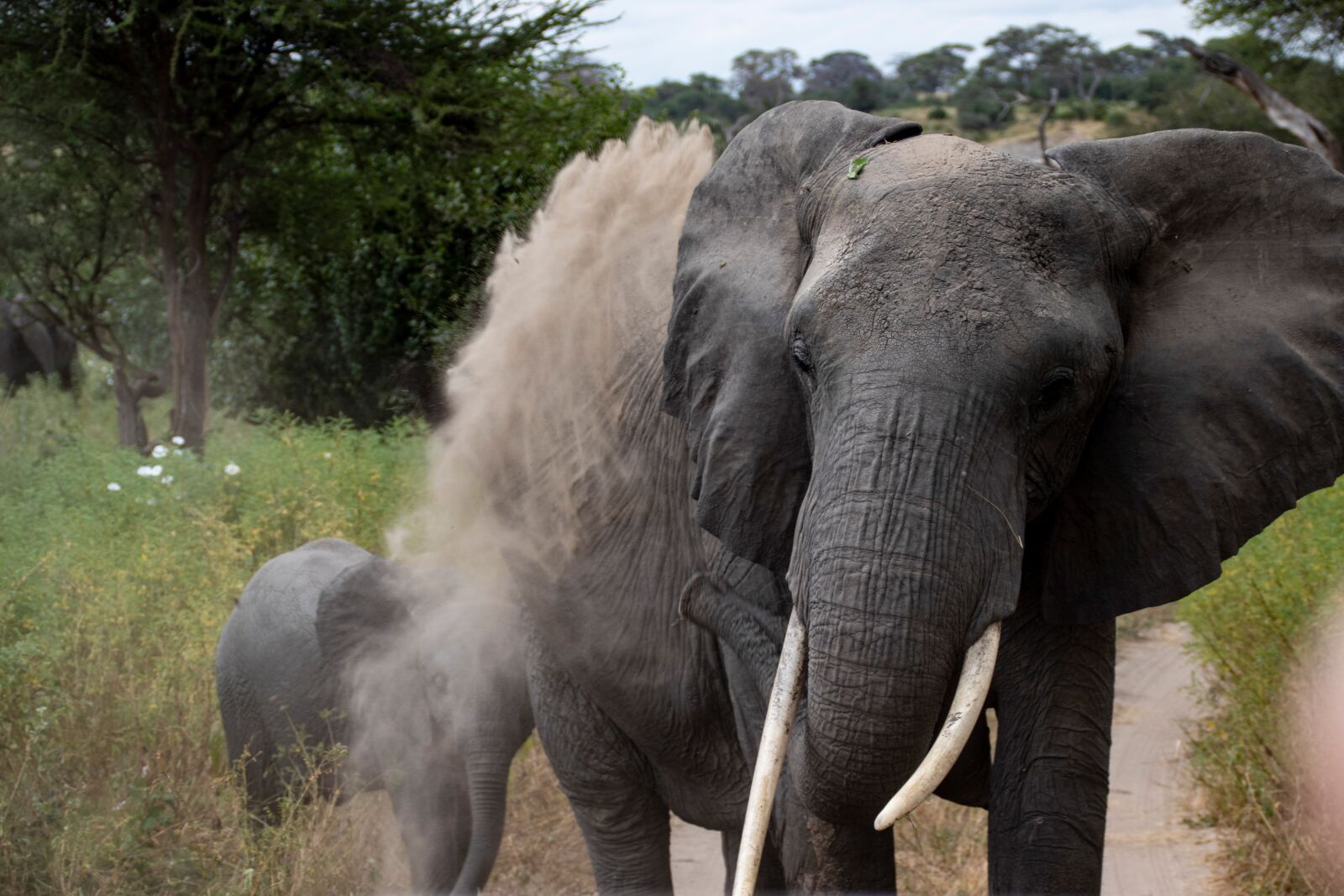 Canon EOS 200D (EOS Rebel SL2 / EOS Kiss X9) sample photo. Elephant, dust, dirt photography