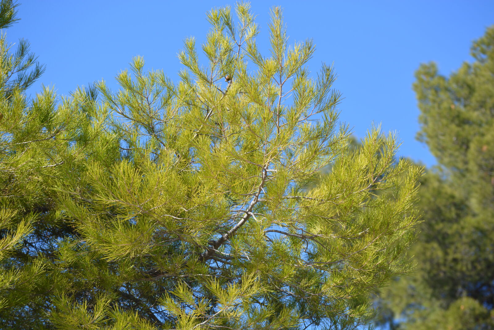 Nikon D5200 sample photo. "Green, pine, tree" photography