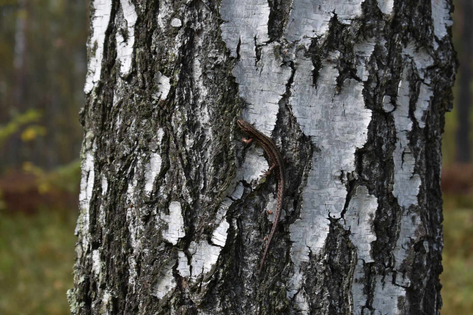 Nikon D3400 sample photo. Lizard, birch, forest photography