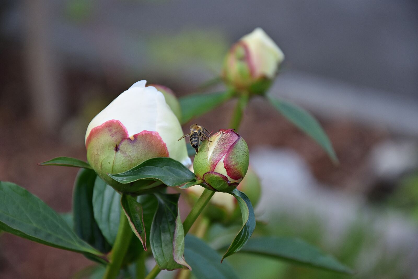 Nikon D3400 sample photo. Flower, leaf, nature photography