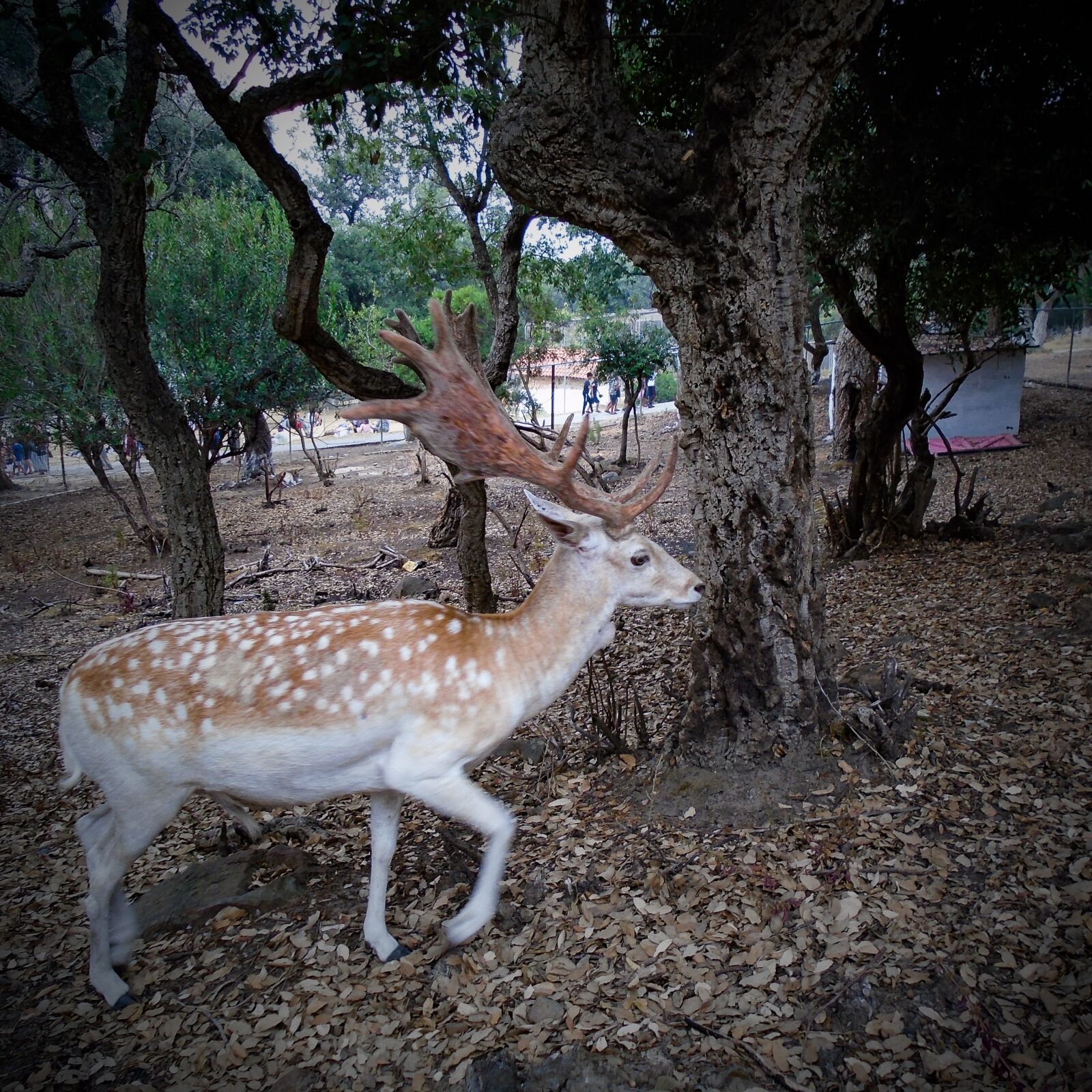 Sony Cyber-shot DSC-W800 sample photo. Animal, gazelle, algeria photography