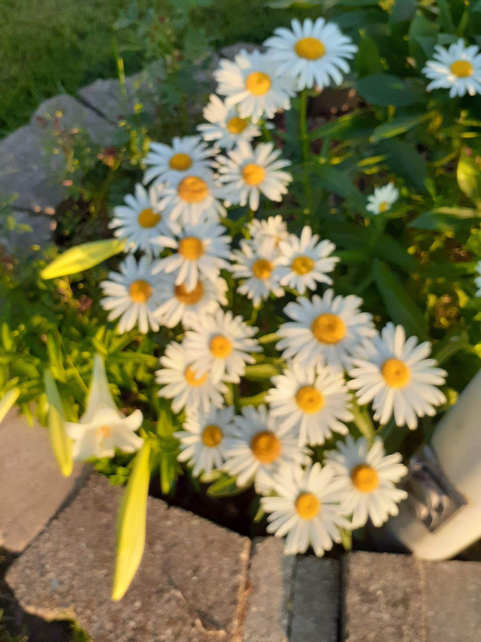 Samsung Galaxy A20 sample photo. Flowers, daisy, summer photography