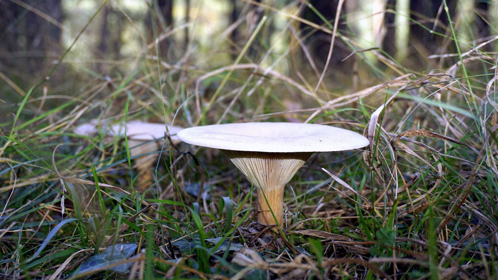 Sony a6000 sample photo. Mycology, nature, boletaire photography