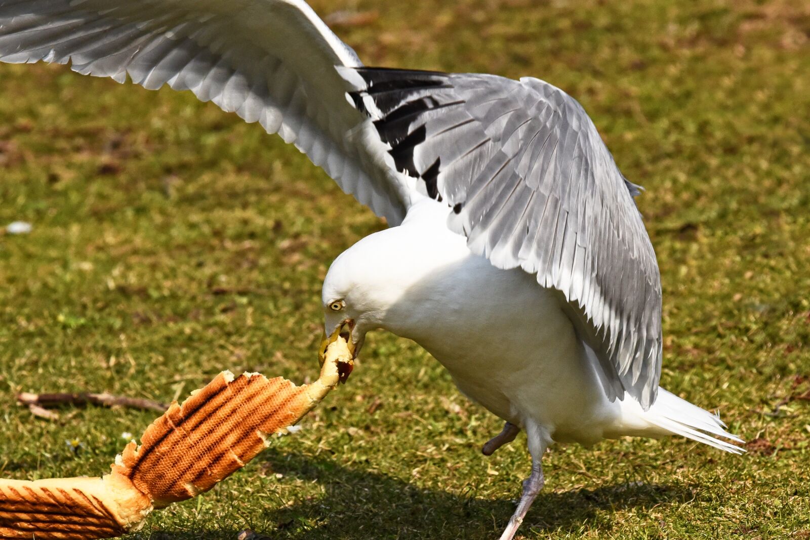 Nikon D750 sample photo. Seagull, gull, bird photography