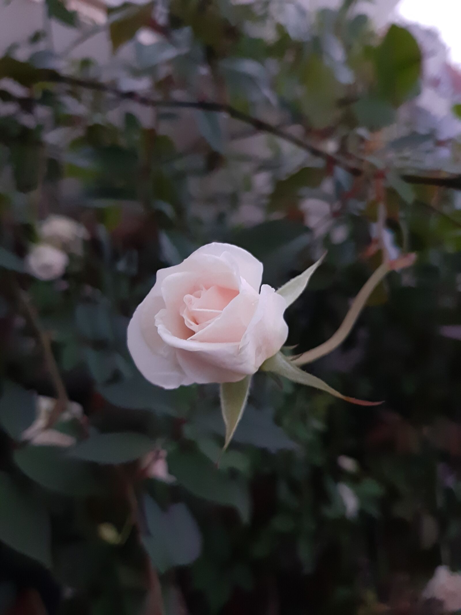 Samsung SM-A505F sample photo. Flower, throat, blooming photography