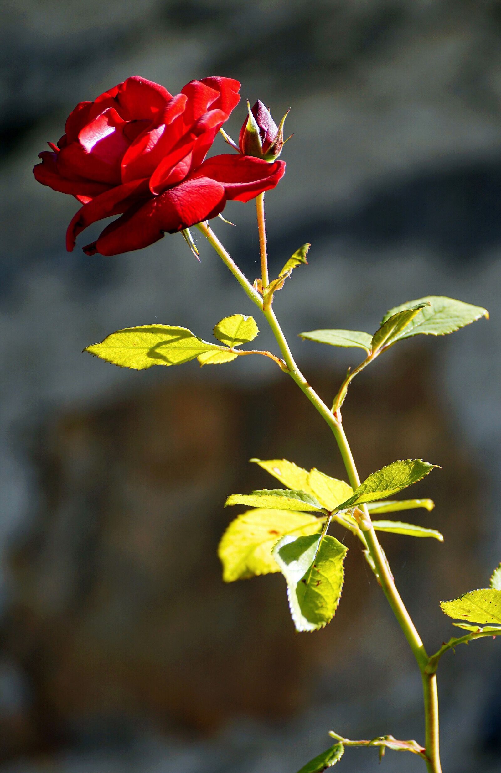 Sony DT 55-300mm F4.5-5.6 SAM sample photo. Rose, free land-rose, flower photography