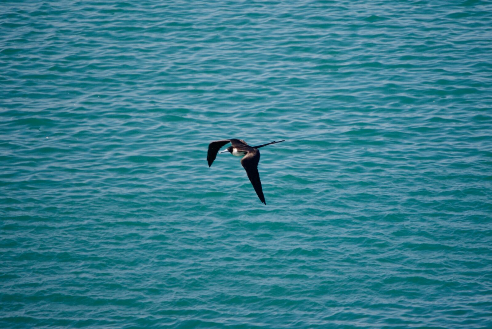 Nikon D3000 sample photo. Bird, ocean, sea photography