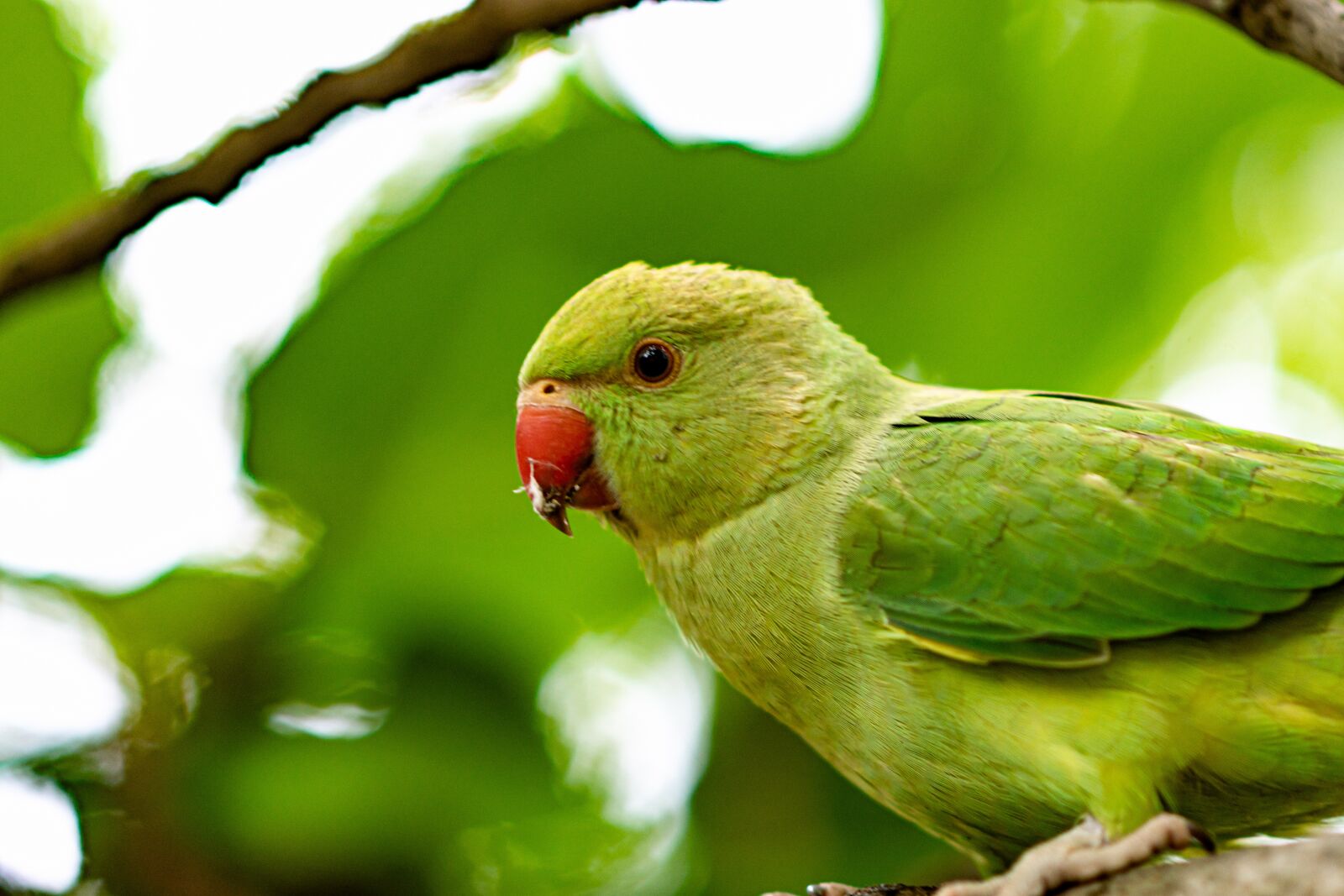 Nikon D7200 sample photo. Parrot, portrait, green photography