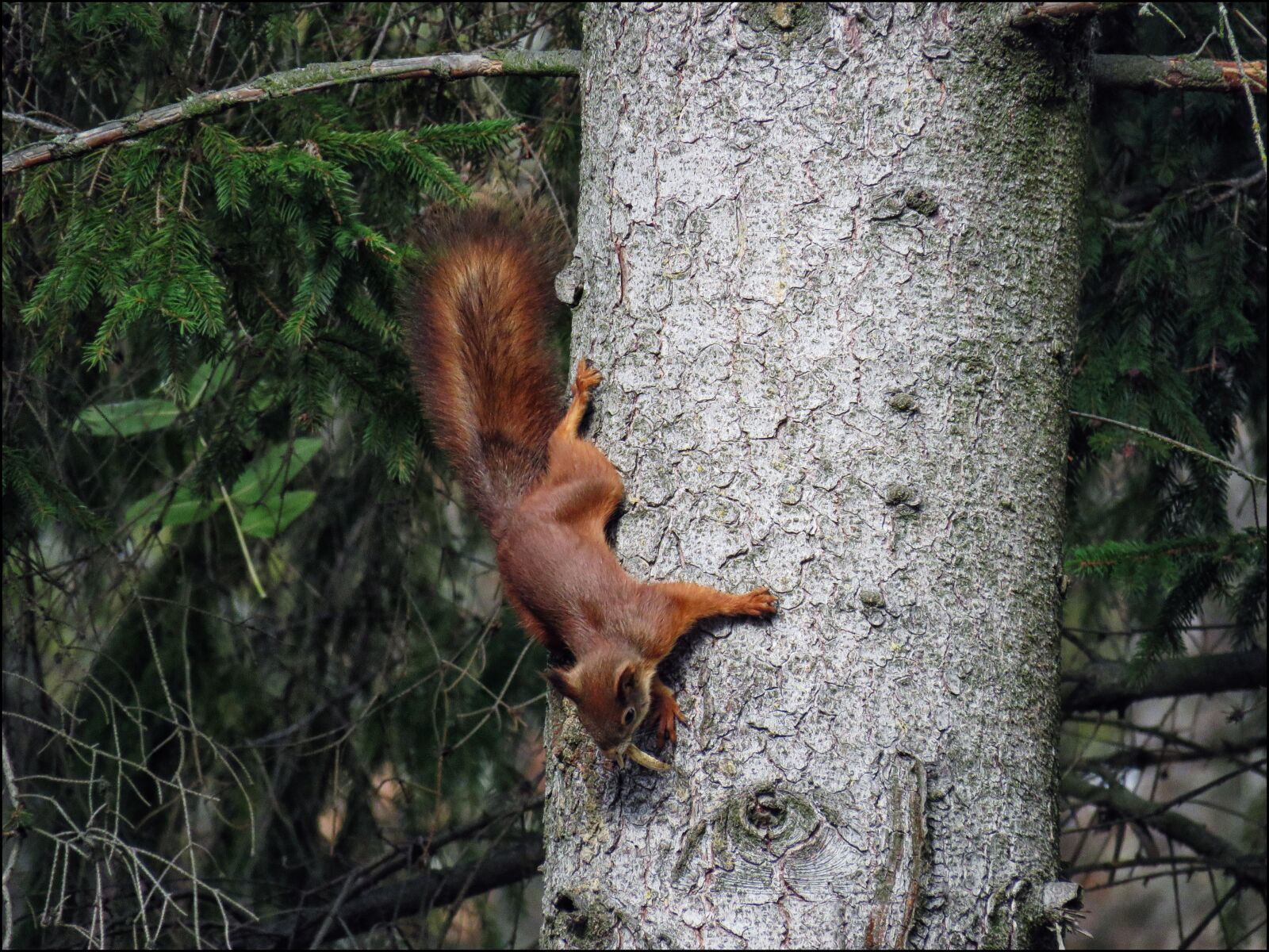 Canon PowerShot SX60 HS sample photo. Squirrel, animal, nature photography