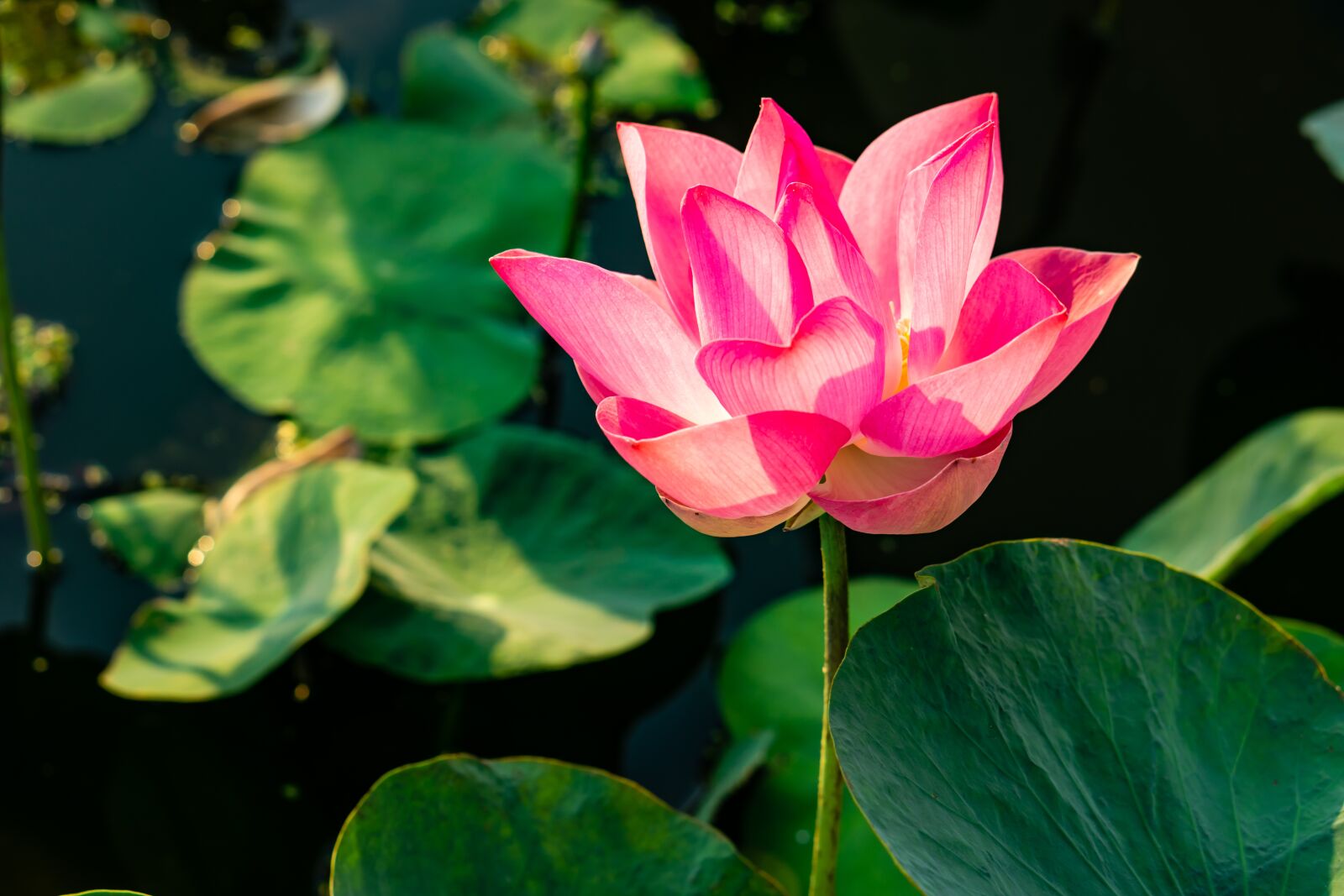 Sony a6000 + E 50mm F1.8 OSS sample photo. Lotus flowers, water, lotus photography