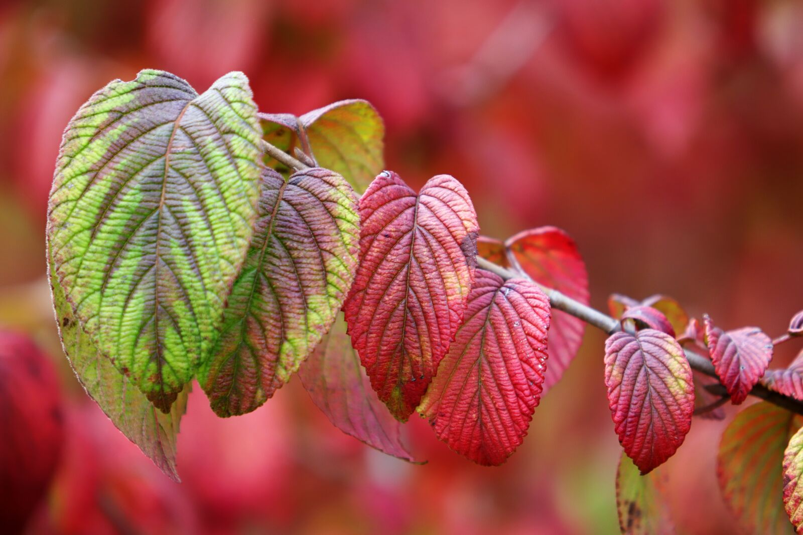 Canon EF 70-200mm F2.8L USM sample photo. Leaves, autumn season, nature photography