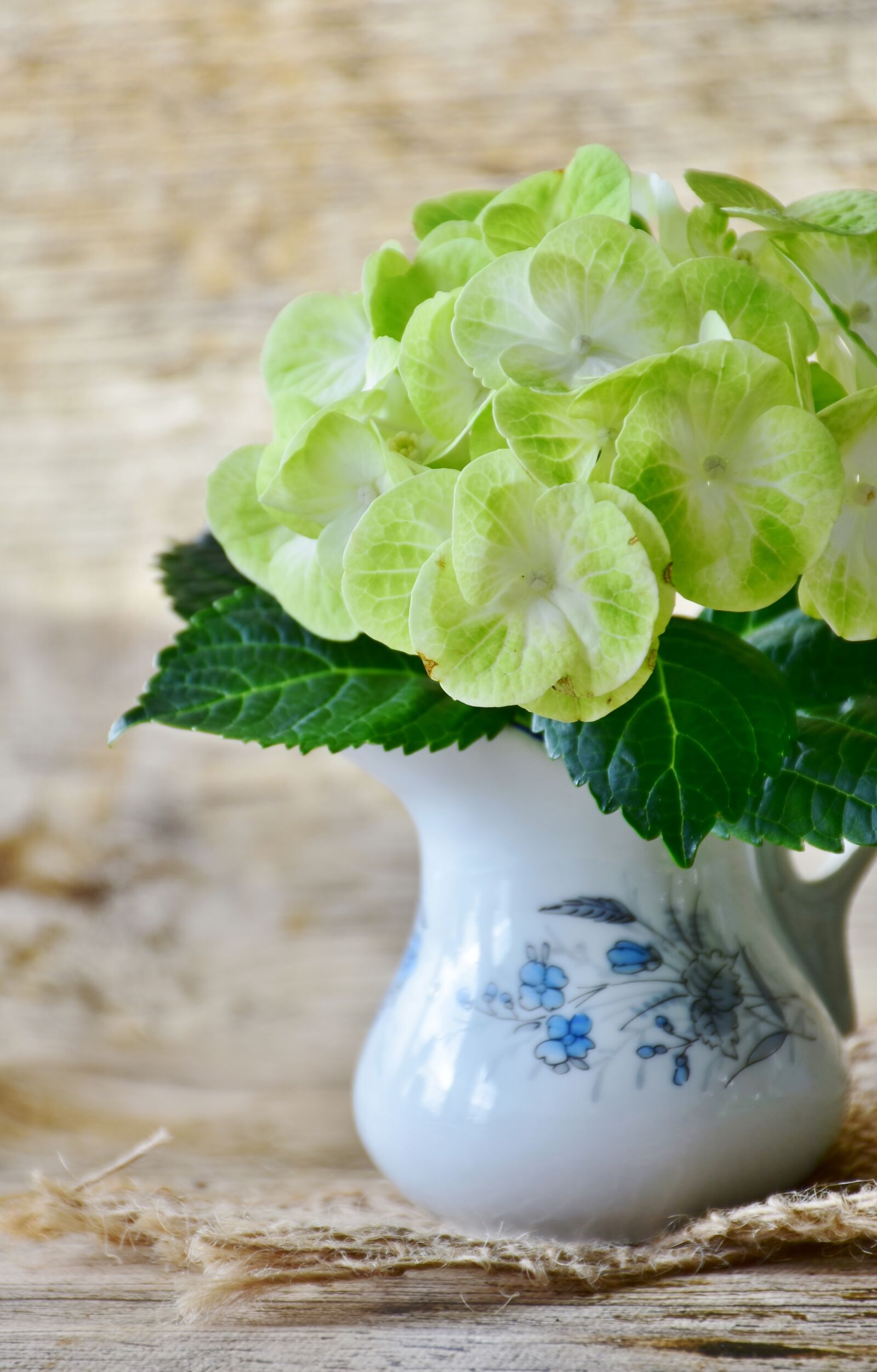 Nikon D7200 sample photo. Hydrangeas, flowers, yellow photography