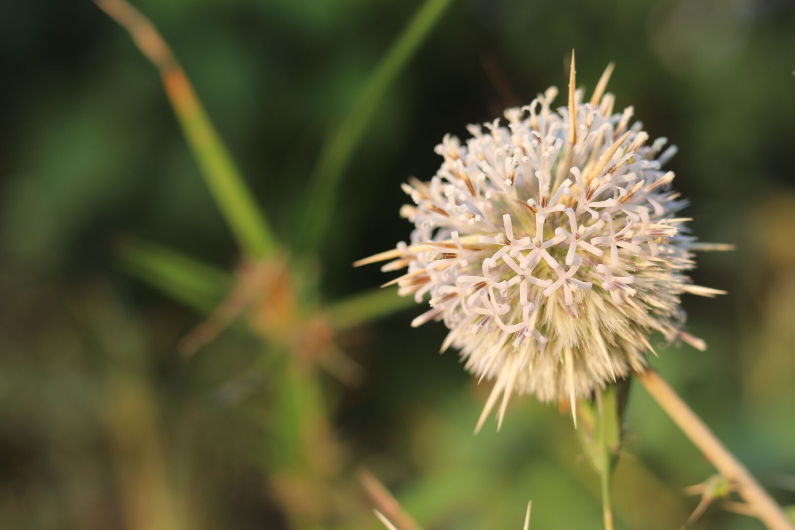 Canon EOS 800D (EOS Rebel T7i / EOS Kiss X9i) + Canon EF 50mm F1.8 STM sample photo. Nature, flower, green photography