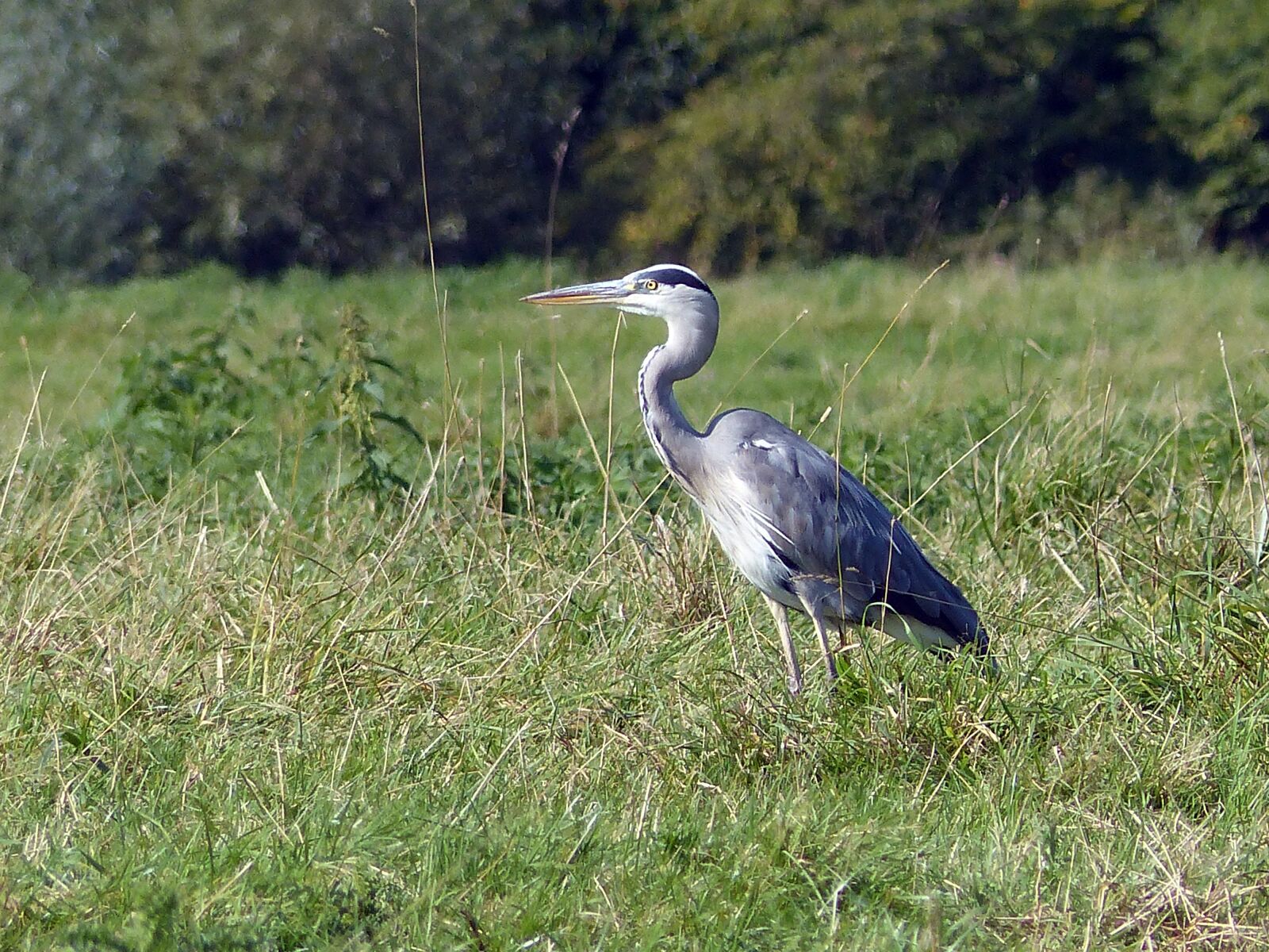 Panasonic Lumix DMC-FZ200 sample photo. Grey heron, bird, heron photography