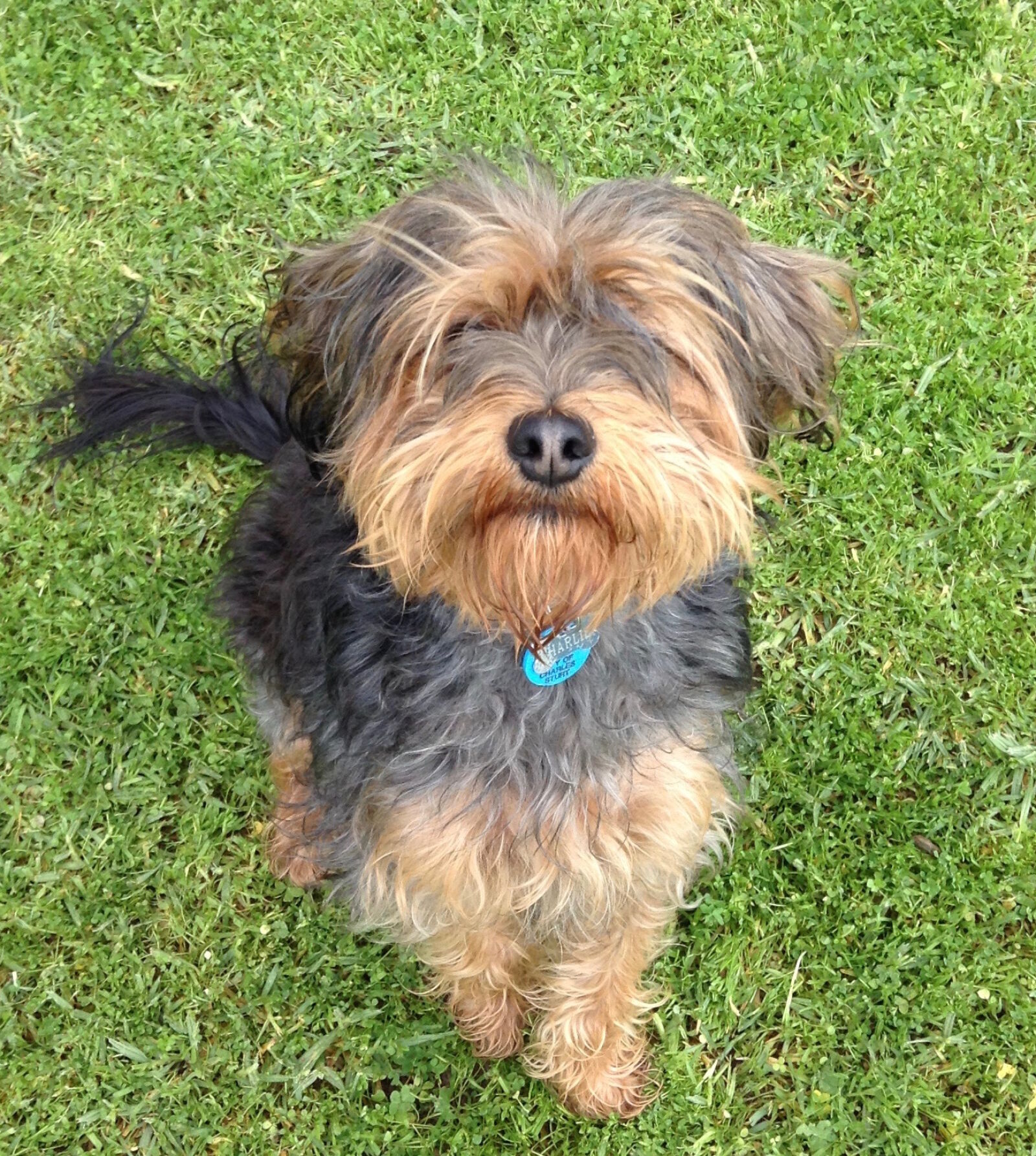 Apple iPod touch sample photo. Cuteanimals, cutepuppy, dog, someoneneedsahaircut photography