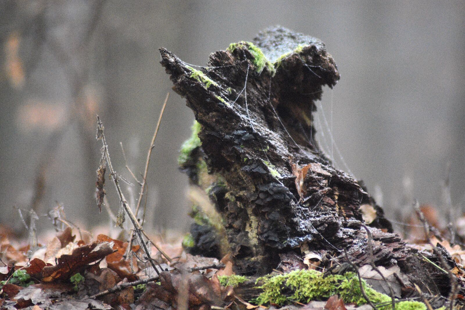 Nikon D3400 sample photo. Forest, nature, root photography