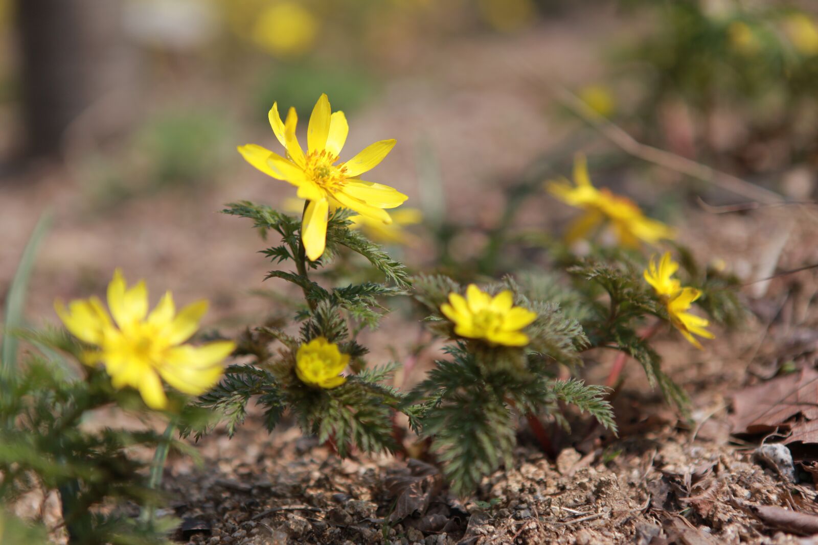 Canon EOS 5D Mark II sample photo. Multiple seconds, flowers, plants photography