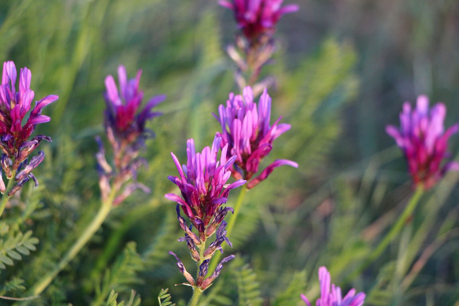 Canon EOS 650D (EOS Rebel T4i / EOS Kiss X6i) sample photo. Flower, meadow, sunset photography