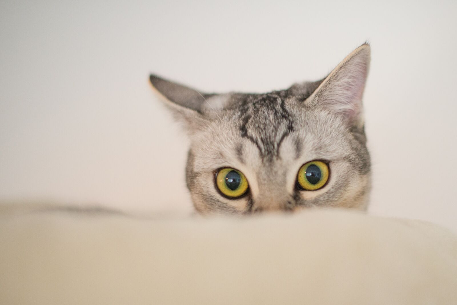 Nikon D600 sample photo. Animal, cute, cat photography