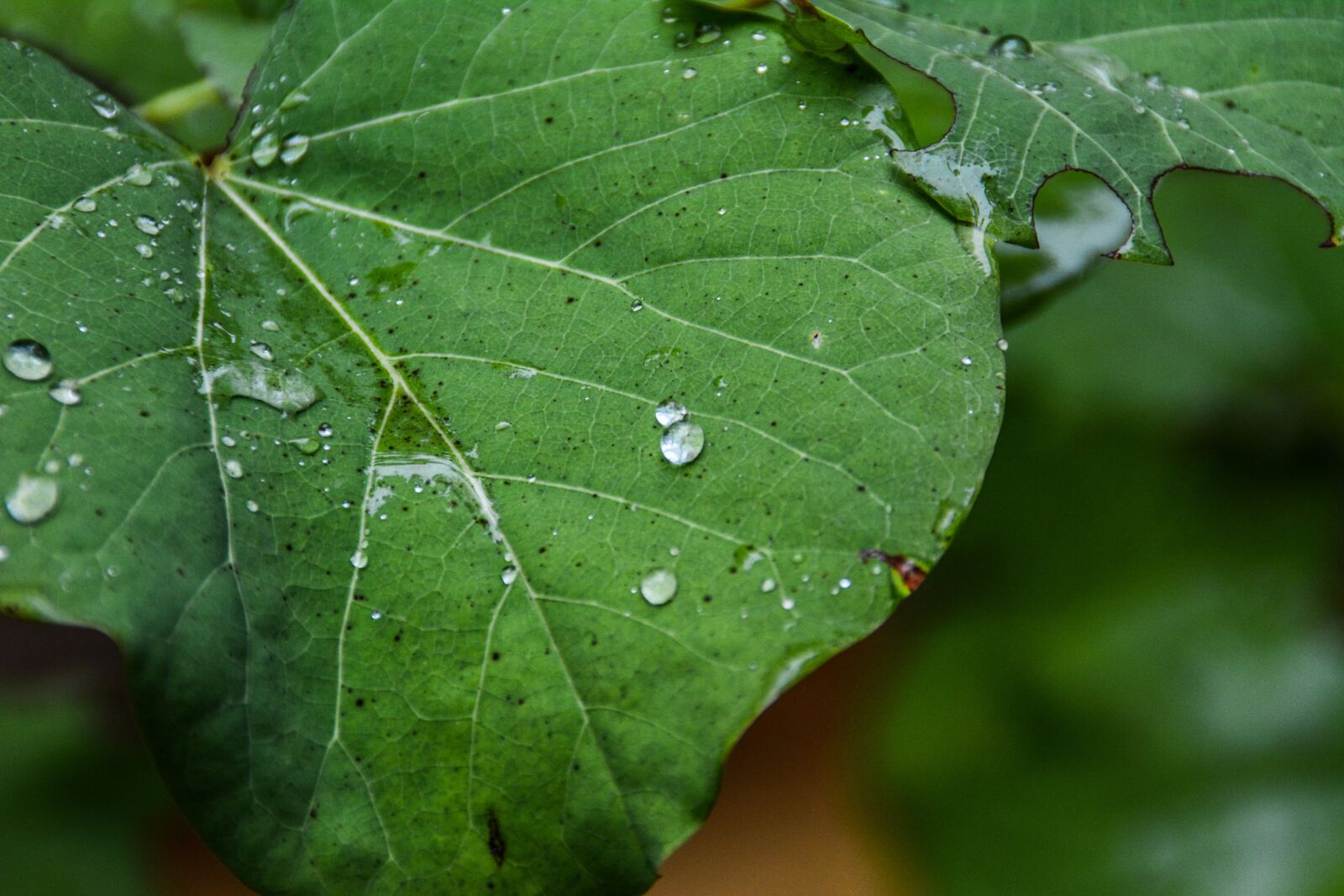 Nikon D5200 sample photo. Nature, autumn, rain photography