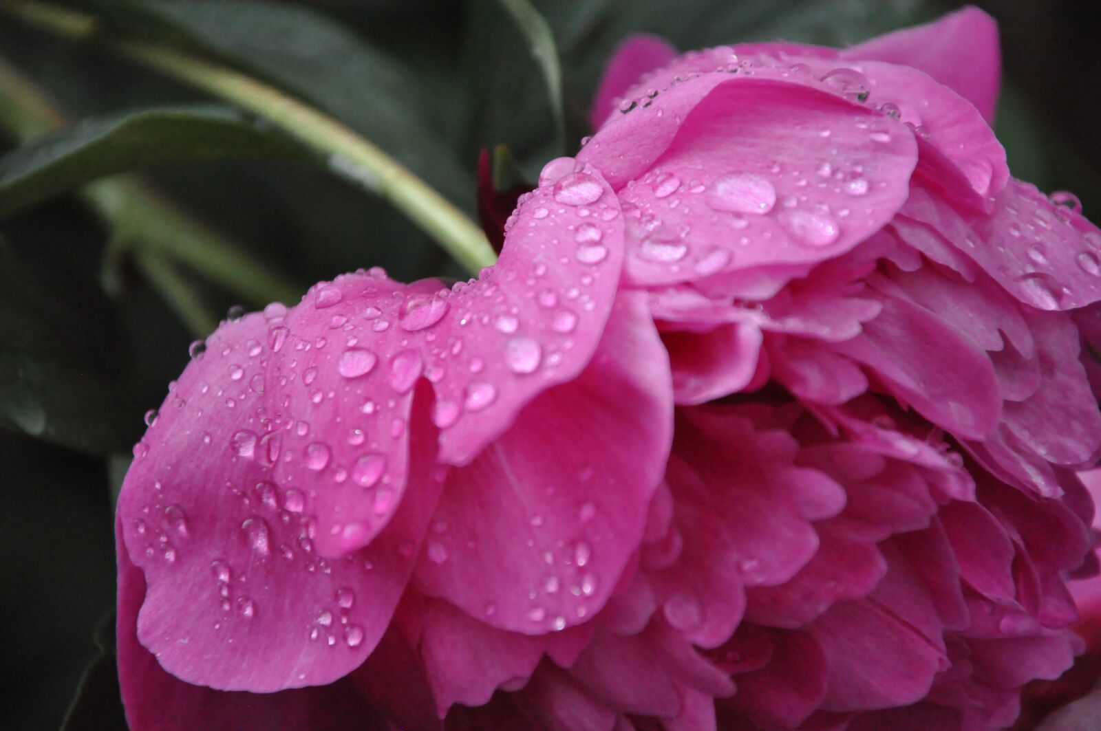 Nikon D90 sample photo. Peony, pink, petals photography