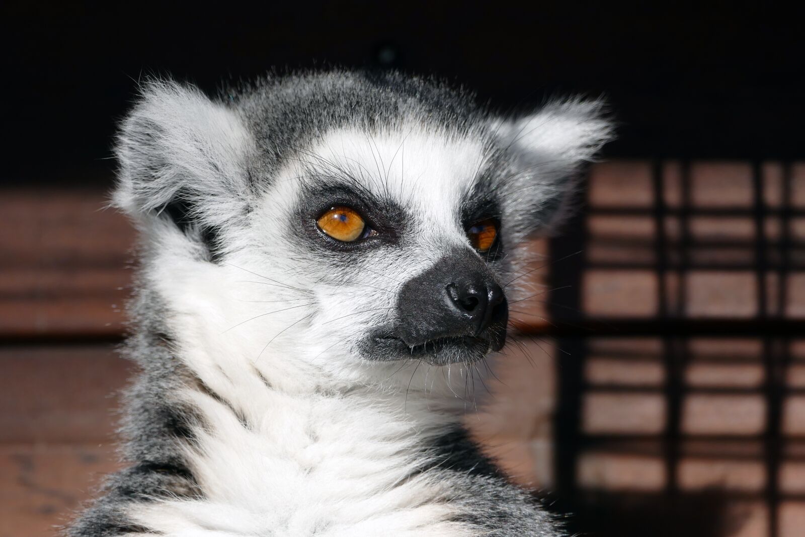 Panasonic Lumix DMC-FZ1000 sample photo. Ring-tailed lemur, lemurs, mammal photography