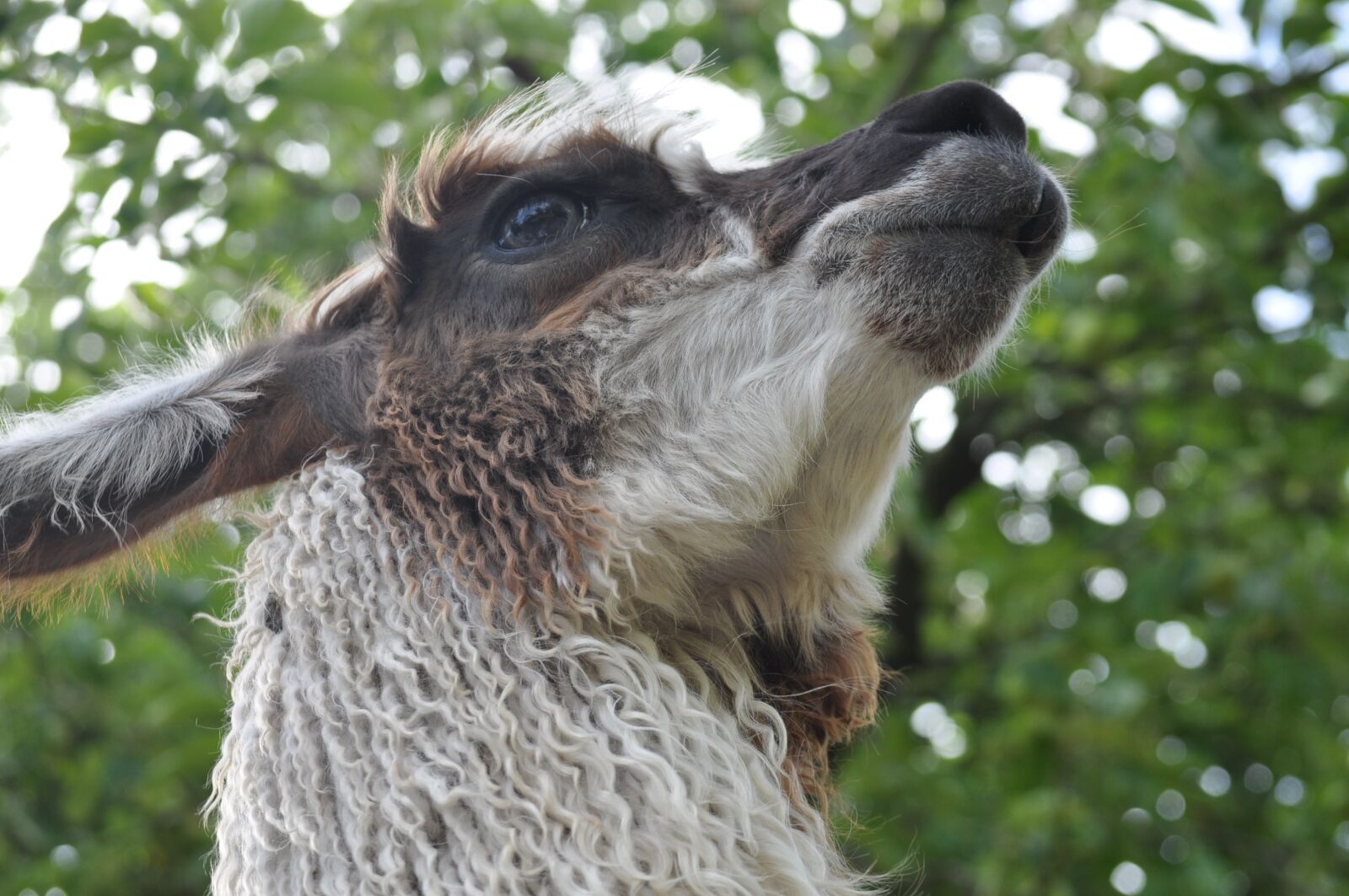 Nikon D5000 sample photo. Lama, alpaca, hairy photography