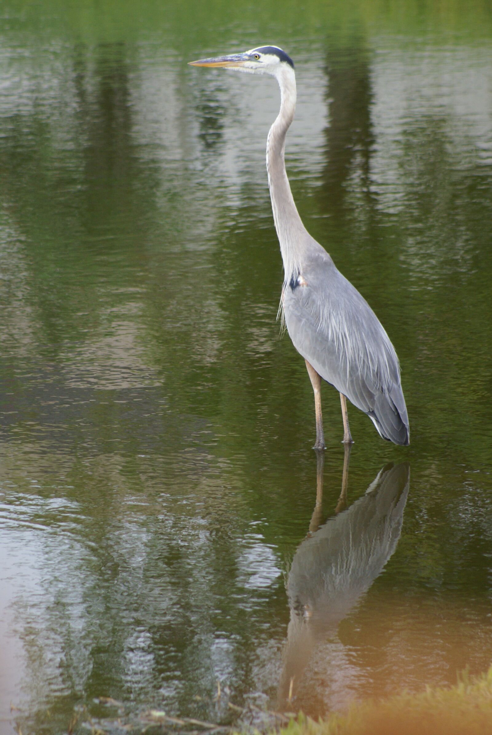 Sony Alpha DSLR-A100 sample photo. Florida, pond, heron photography