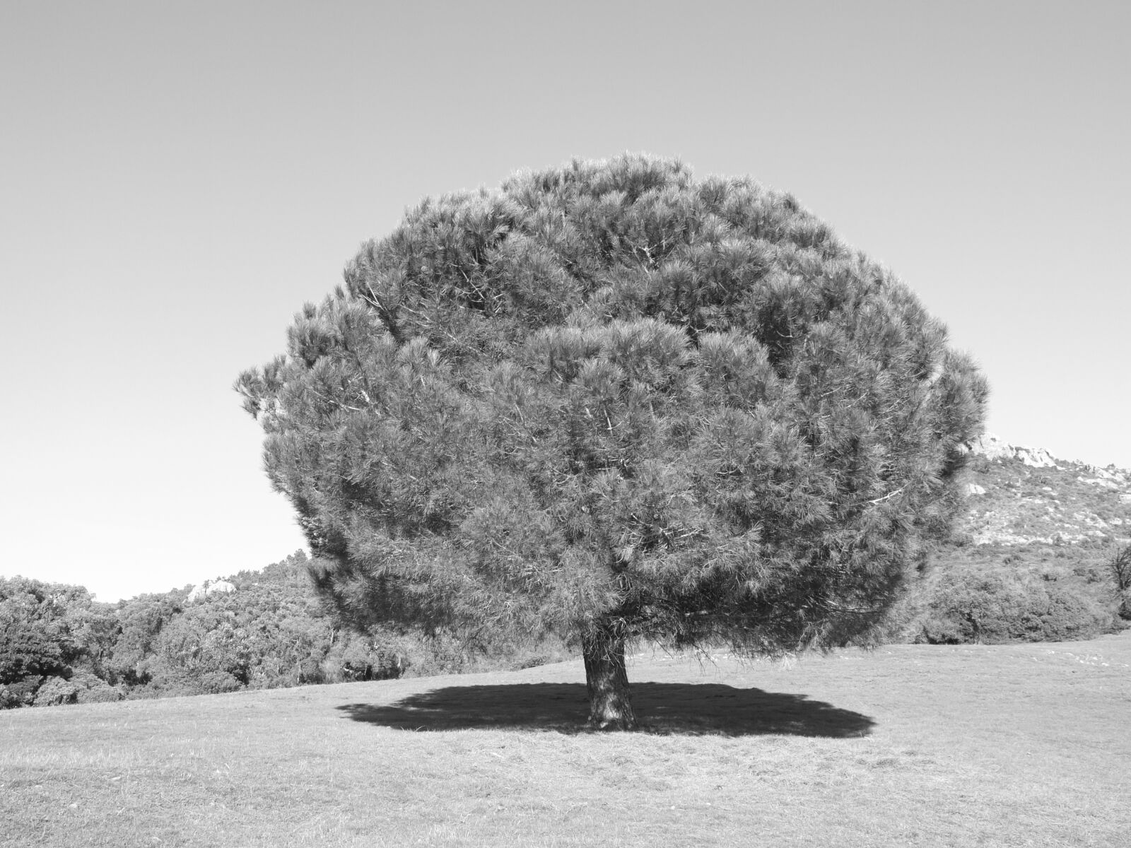 Fujifilm X10 sample photo. Tree, nature, landscape photography