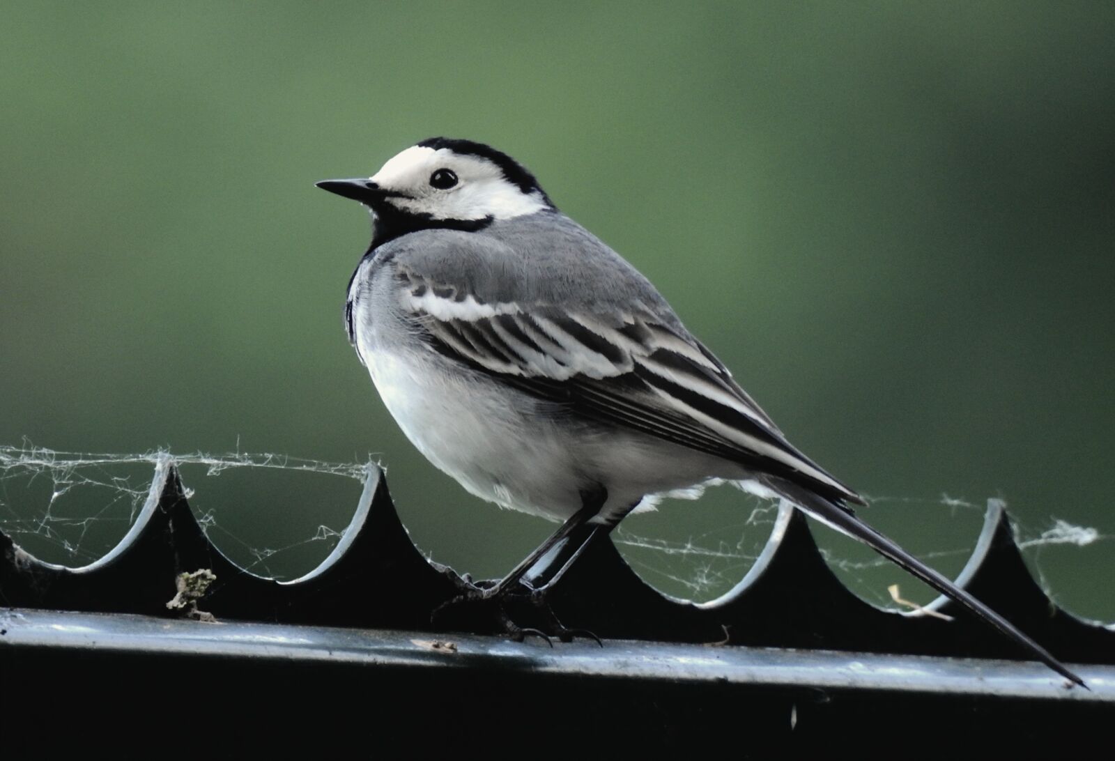 Nikon Coolpix P900 sample photo. White wagtail, passerine bird photography