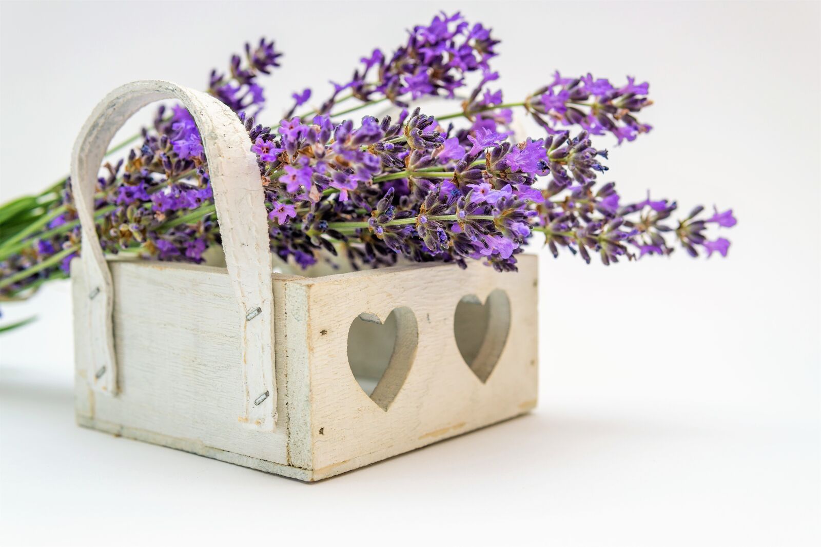 30mm F1.4 DC DN | Contemporary 016 sample photo. Lavender, flower, plant photography