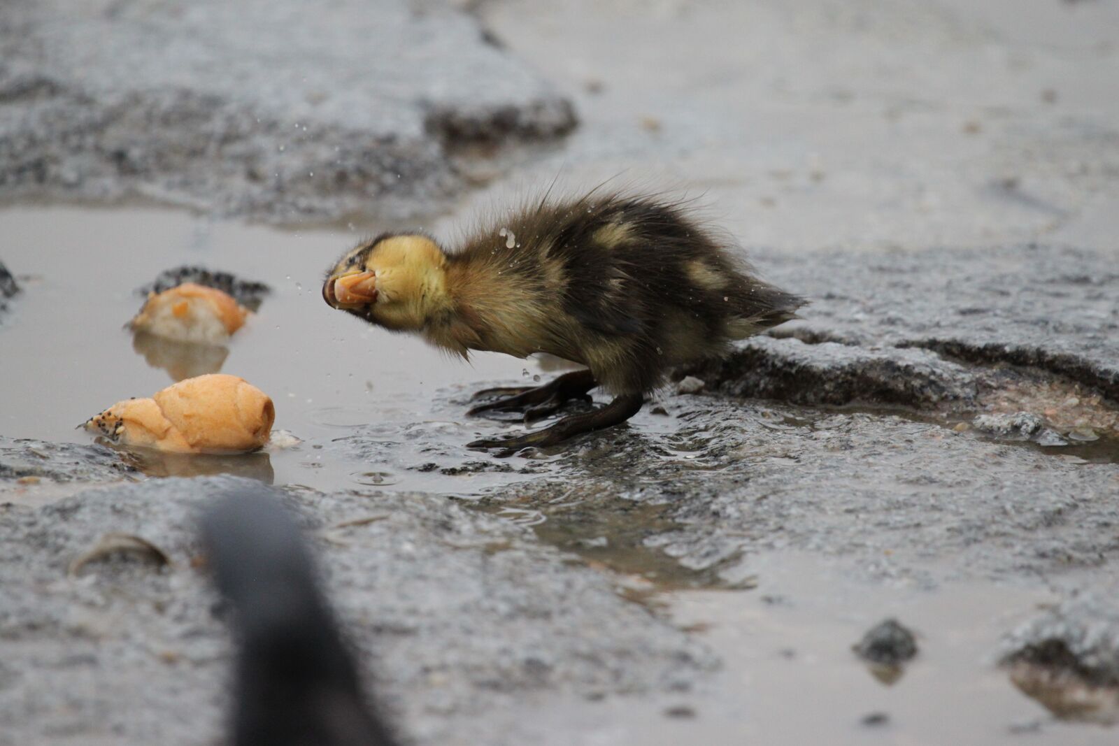 Canon EOS 500D (EOS Rebel T1i / EOS Kiss X3) sample photo. Search, duck, young photography