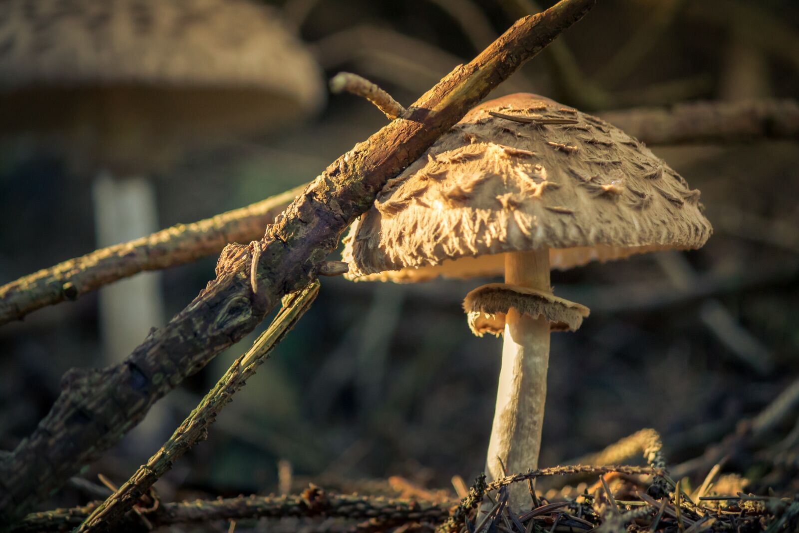 Canon EOS 1100D (EOS Rebel T3 / EOS Kiss X50) sample photo. Nature, mushroom, forest photography