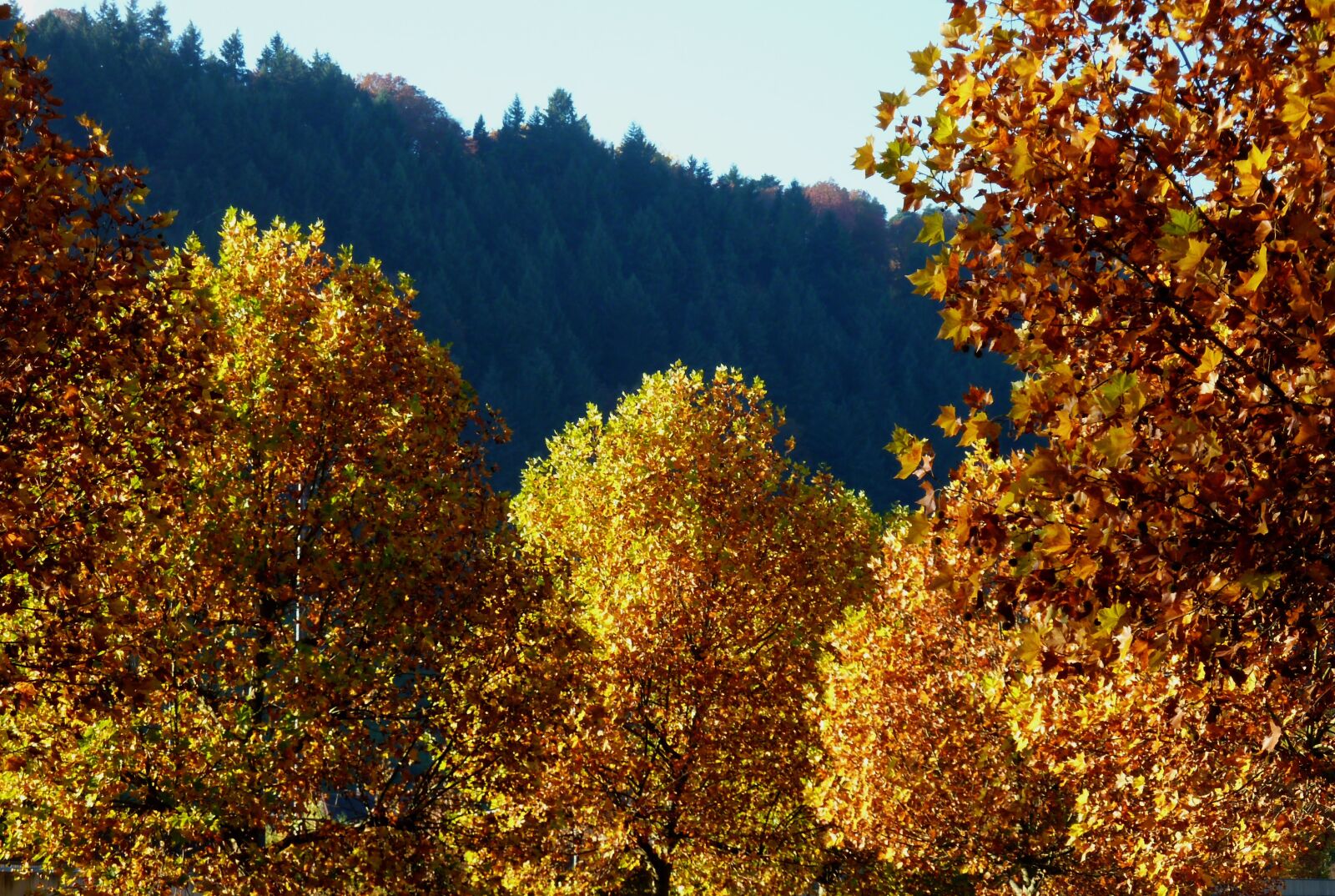 Panasonic DMC-TZ7 sample photo. Autumn, leaves, fall foliage photography