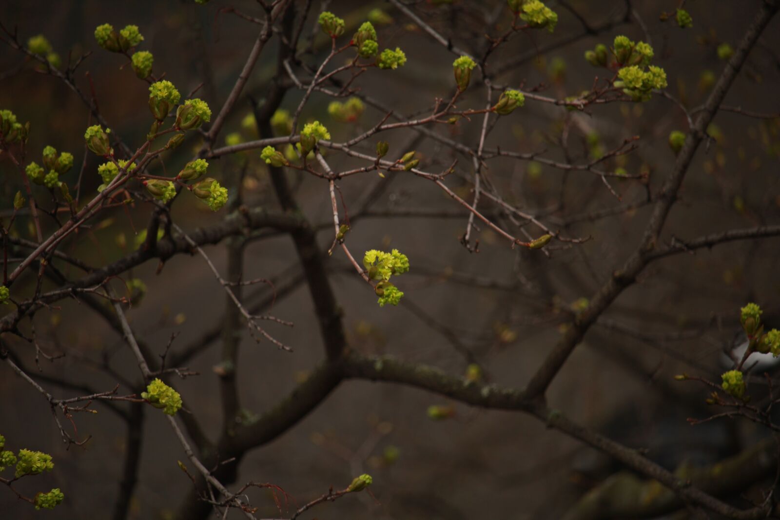 Canon EOS 1200D (EOS Rebel T5 / EOS Kiss X70 / EOS Hi) sample photo. Spring, branch, nature photography