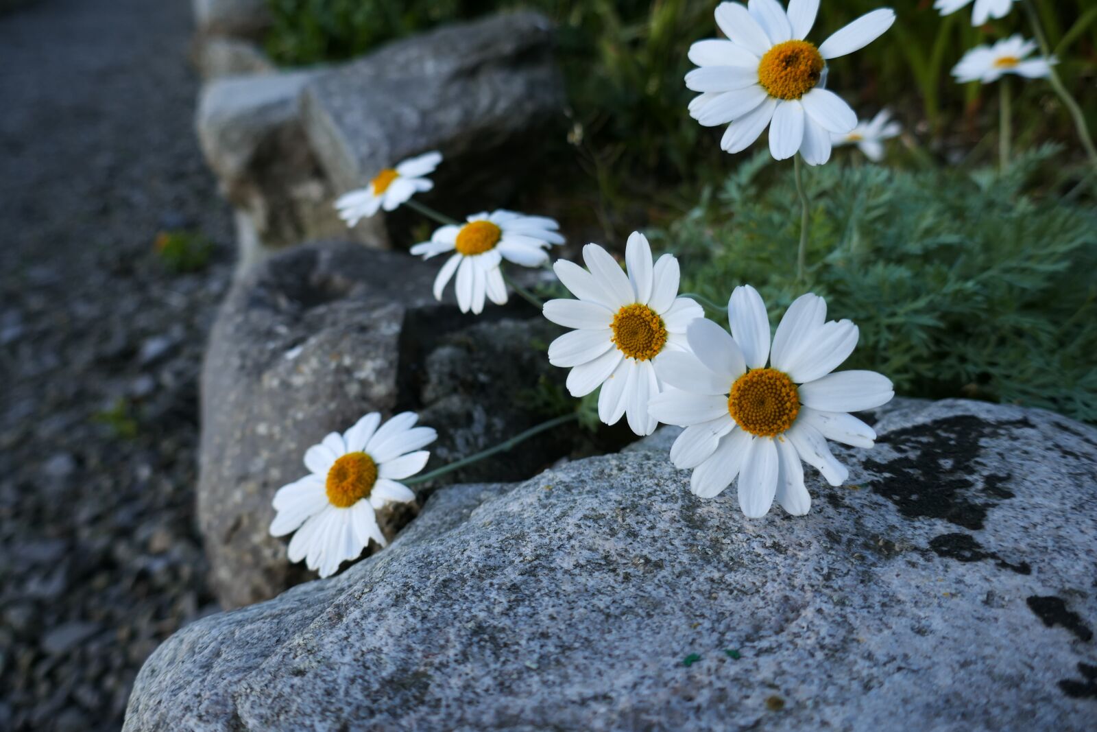 Panasonic Lumix DMC-ZS100 (Lumix DMC-TZ100) sample photo. Garden, flowers, nature photography