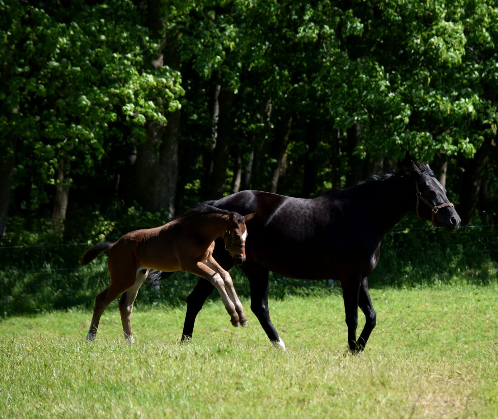 Nikon D5300 sample photo. Horse, foal, pasture photography