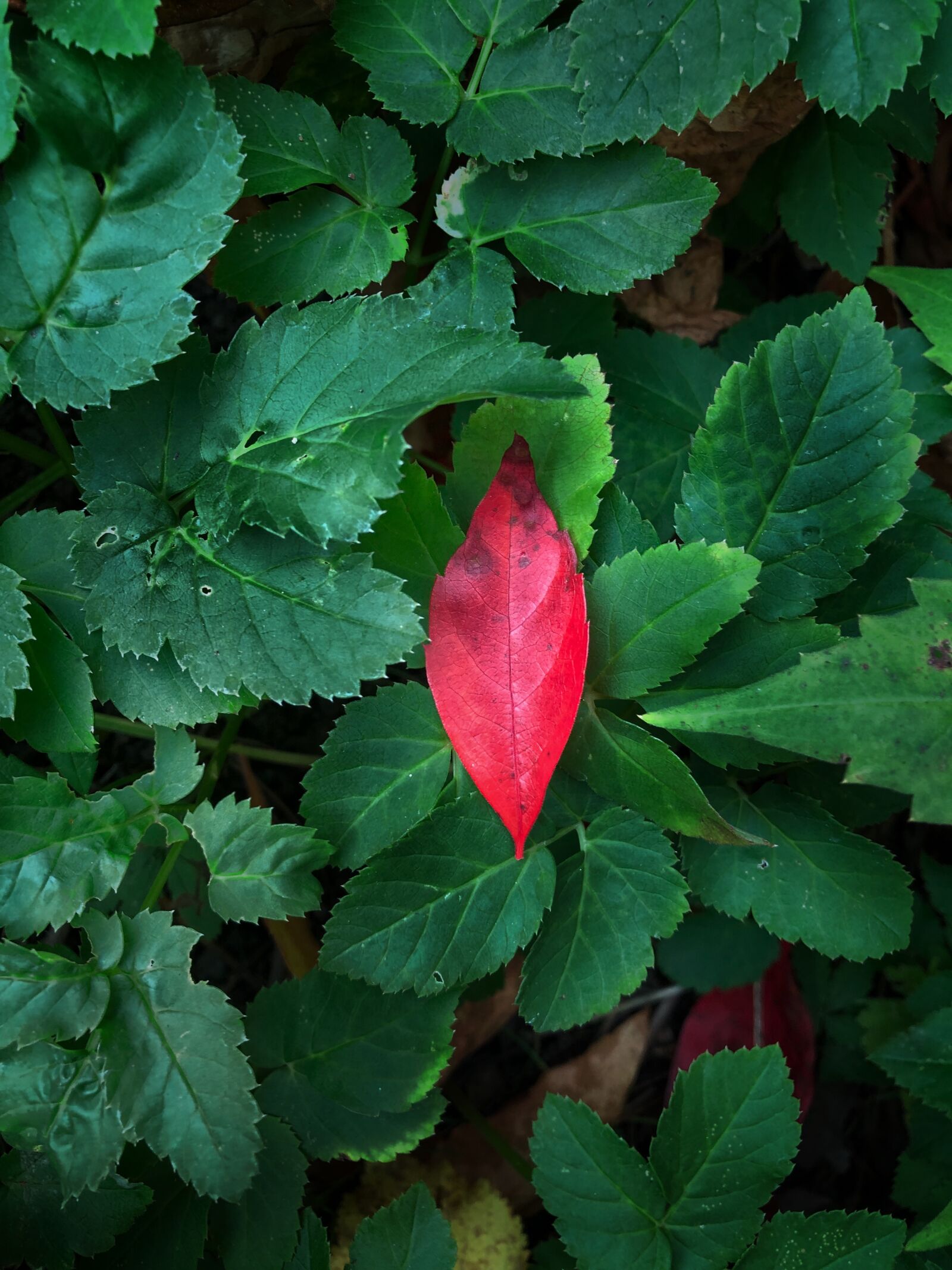 Apple iPhone 8 Plus sample photo. Leaf, red leaf, green photography