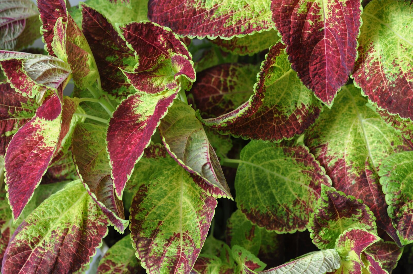 Nikon D5000 sample photo. Flowers, flower, coleus photography