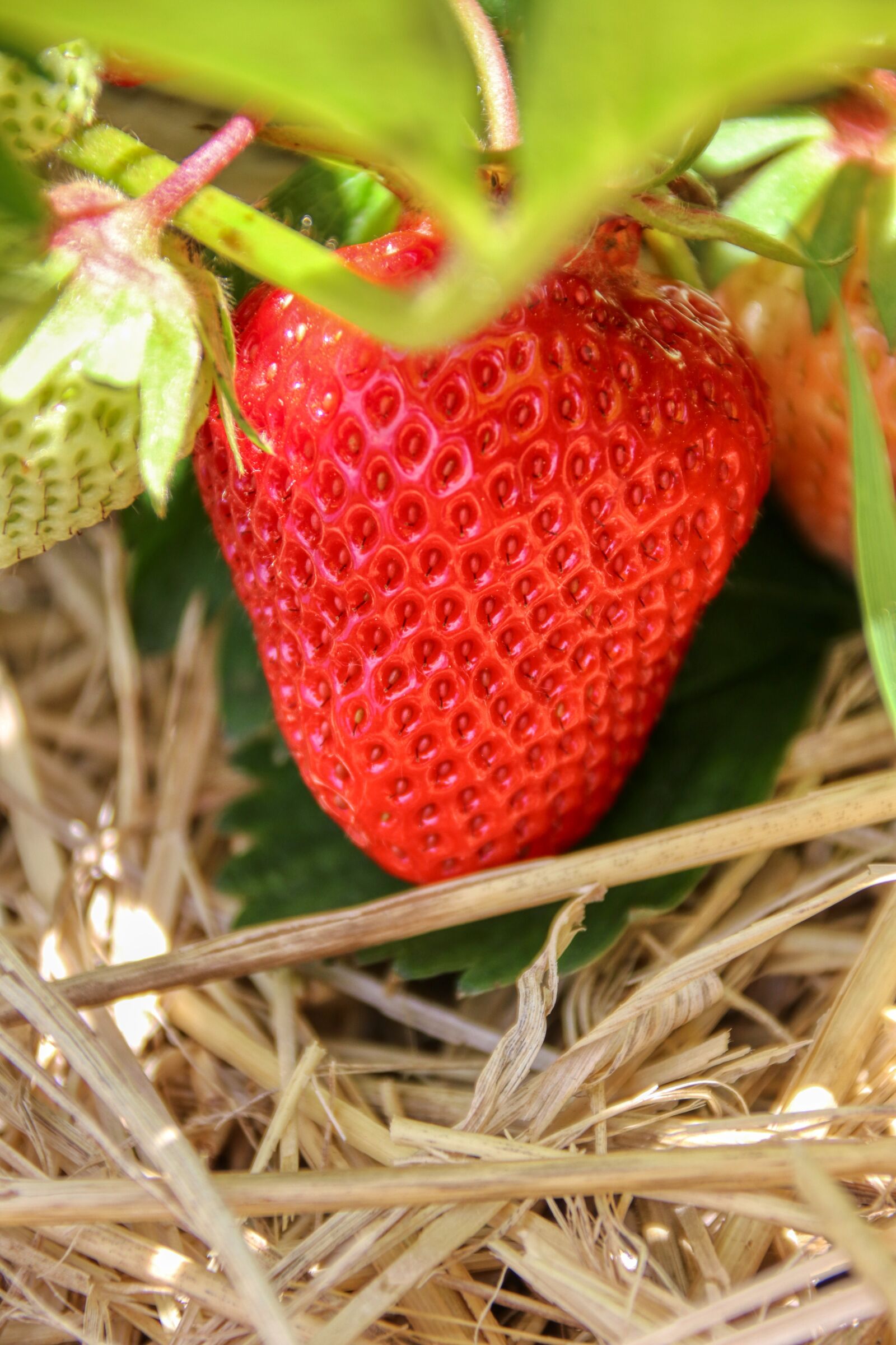 Canon EOS 80D sample photo. Strawberry, fruit, firm photography