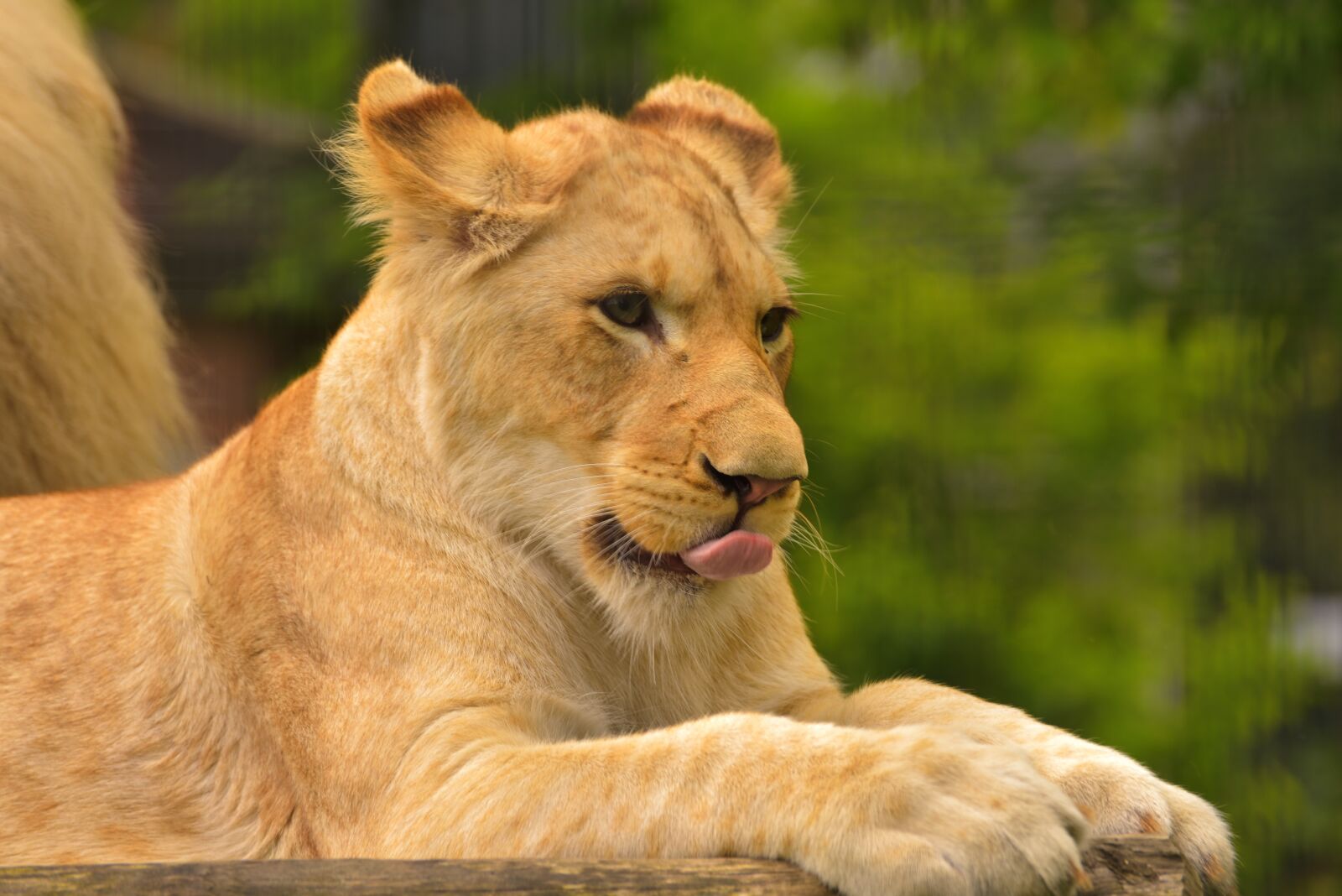 Nikon D750 sample photo. Lion, young, tongue photography