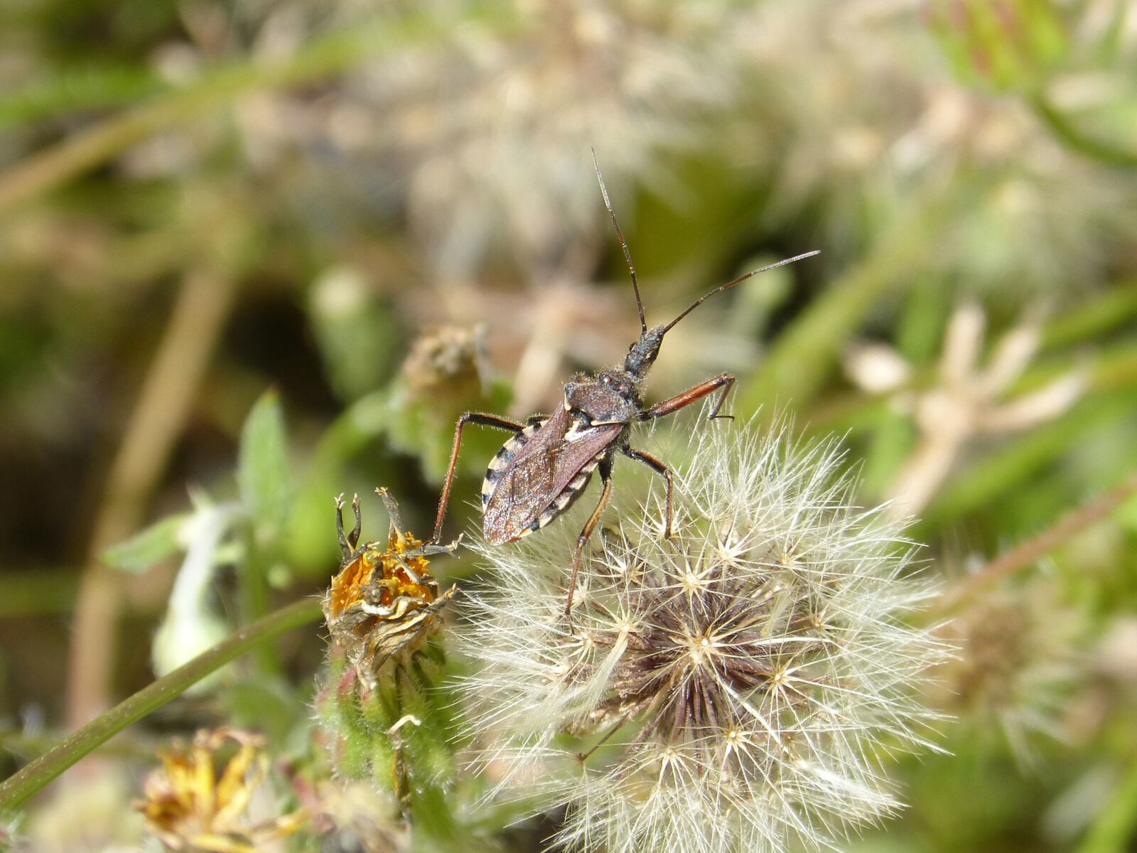 Panasonic DMC-FZ62 sample photo. Bug, insect, i pentatomid photography