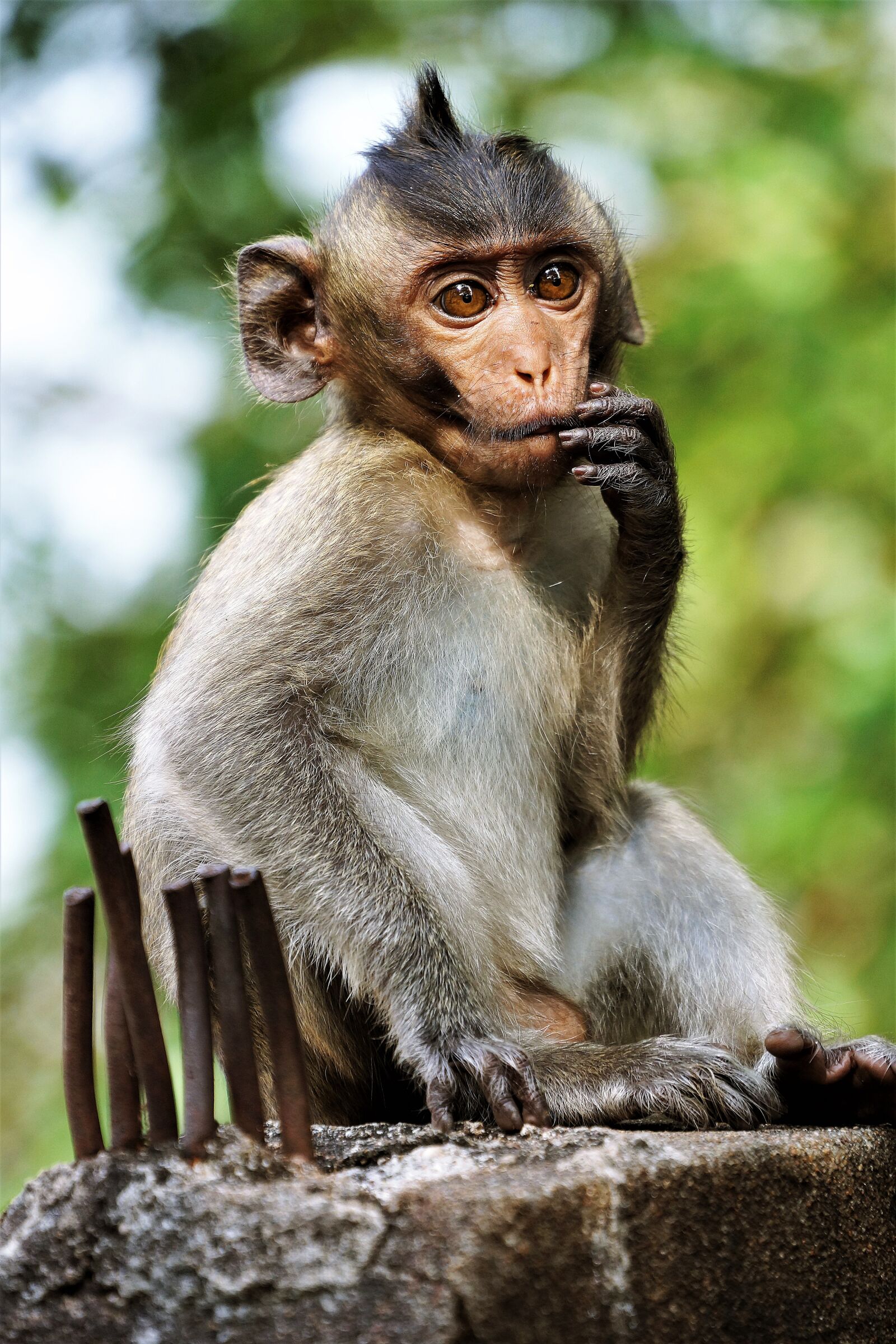 Sony Alpha NEX-7 + Sony E 18-200mm F3.5-6.3 OSS sample photo. Young, monkey, primate photography