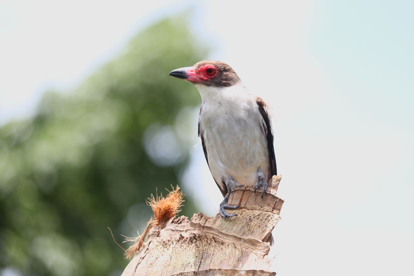 Canon EF-S 55-250mm F4-5.6 IS STM sample photo. Bird, feather, beak photography