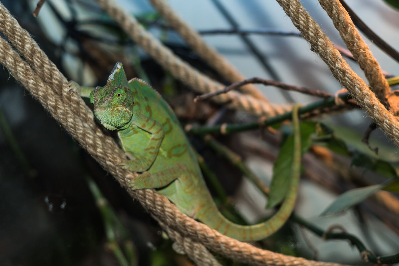Nikon D7500 sample photo. Chameleon, lizard, reptile photography